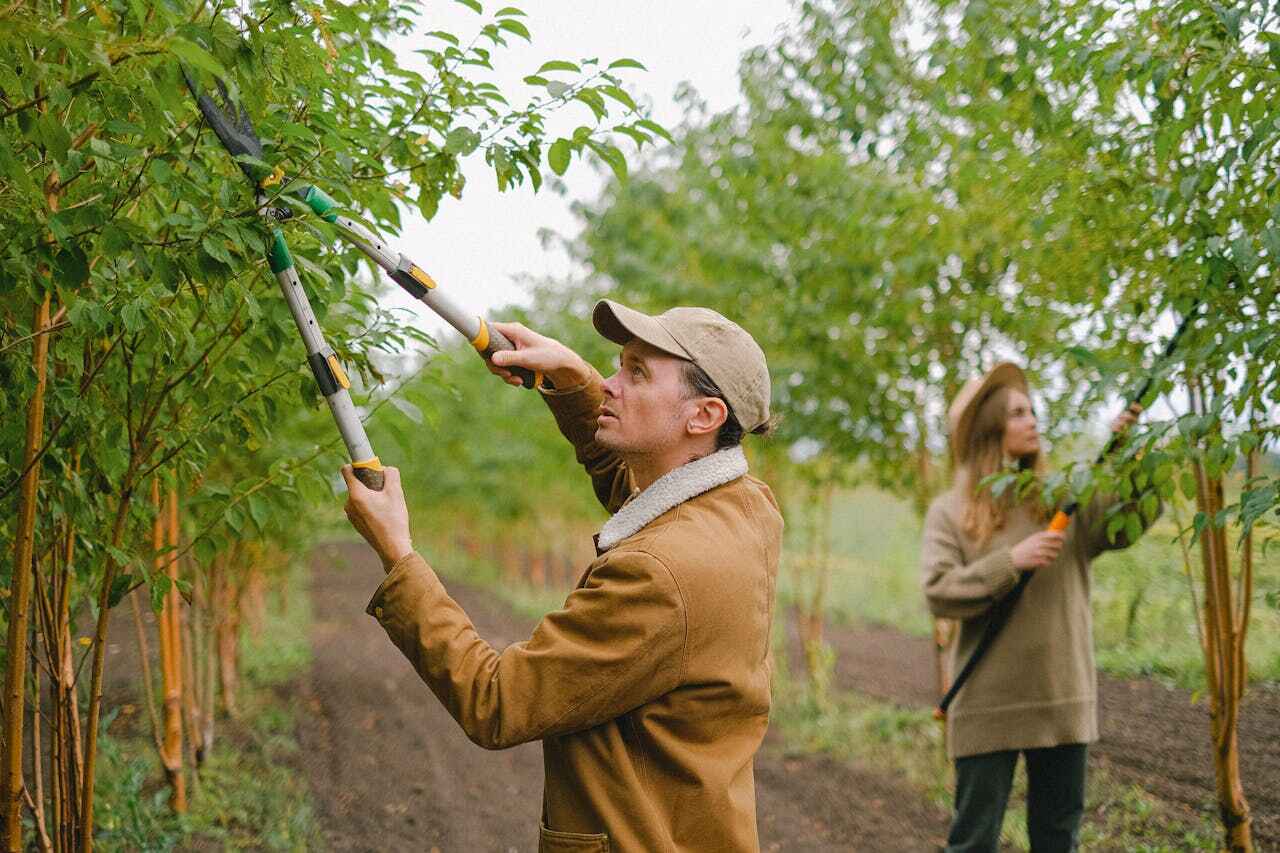 Best Tree Pruning Services  in Childress, TX